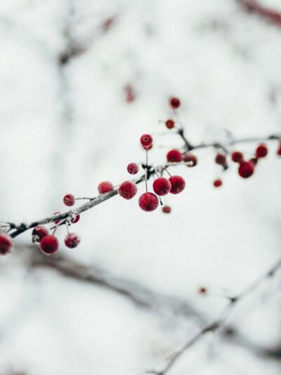 Advent und Weihnachten